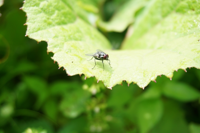 fruit-flies-measure