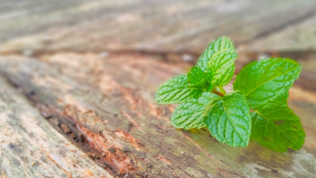 how-to-use-peppermint-oil